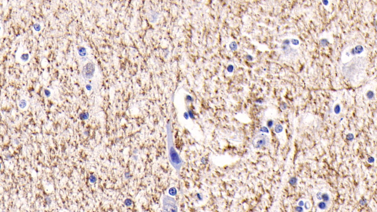 Brain Specific Angiogenesis Inhibitor 3 (BAI3) Monoclonal Antibody - image 4