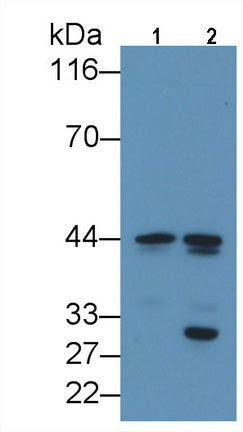 CCAAT/Enhancer Binding Protein Alpha (CEBPa) Monoclonal Antibody - image 2