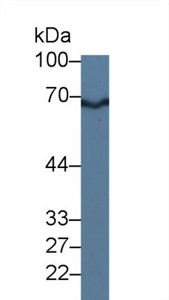 Myosin Light Chain Kinase 2 (MYLK2) Polyclonal Antibody - image 4