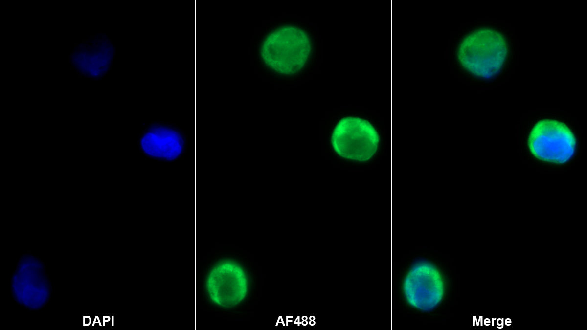 Western Blot; Sample: Recombinant HJV, Human.