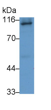Human THP1 cell line was fixed with 2% paraformaldehyde