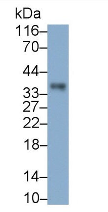 Annexin A8 (ANXA8) Polyclonal Antibody - image 3