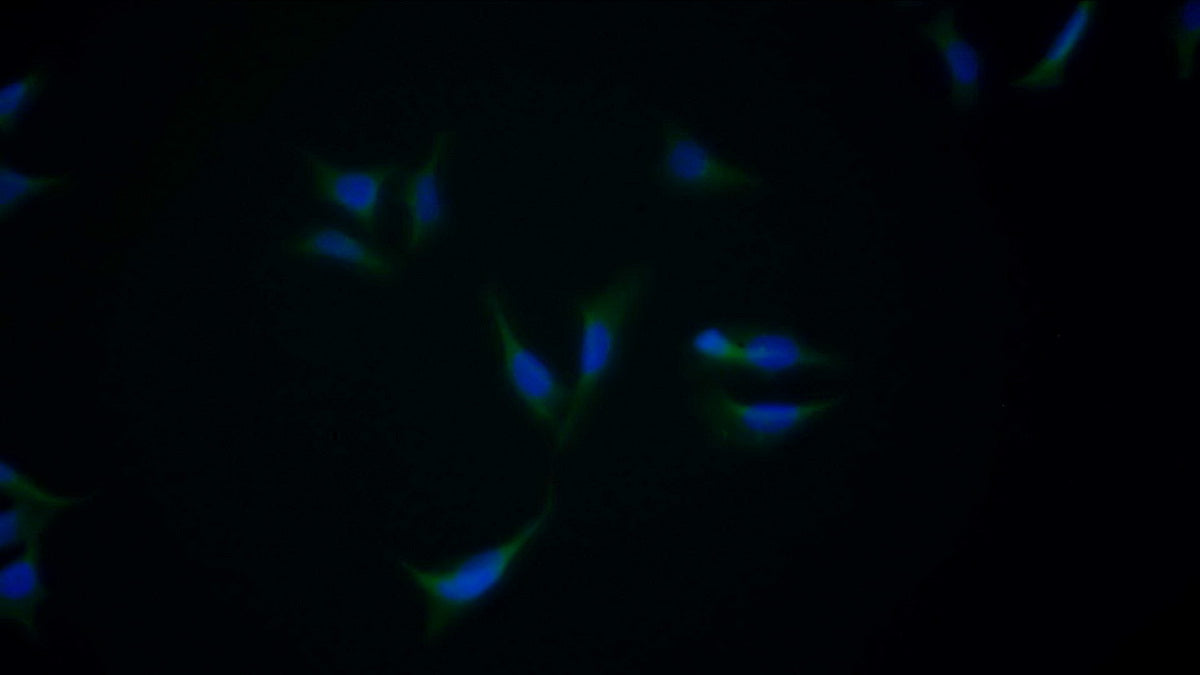Western Blot; Sample: Lane1: Human Serum; Lane2: HepG2 cell lysate Primary Ab: 2ug/ml Mouse Anti-Human a2PI Antibody Second Ab: 0.2ug/mL HRP-Linked Caprine Anti-Mouse IgG Polyclonal Antibody
