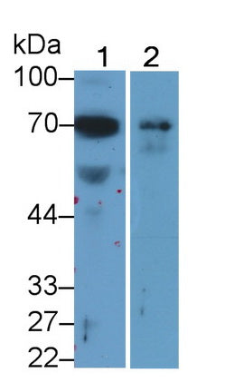 Alpha 2-Antiplasmin (a2PI) Monoclonal Antibody - image 3