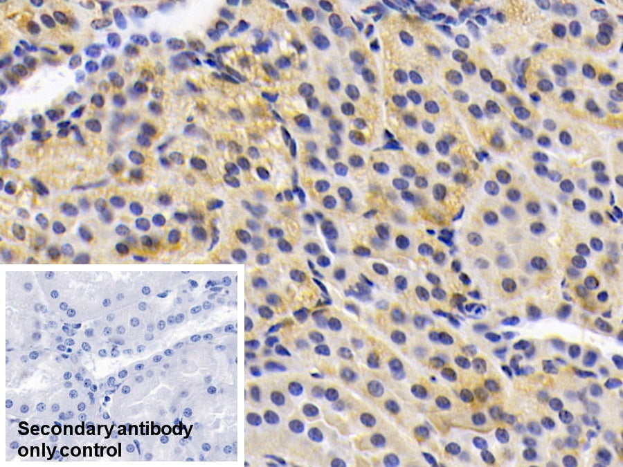 Adiponectin (ADPN) Monoclonal Antibody - image 5