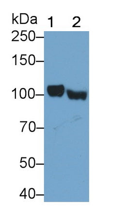 A Kinase Anchor Protein 3 (AKAP3) Polyclonal Antibody - image 2