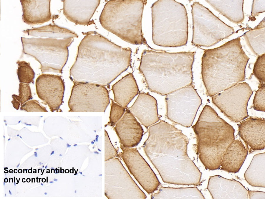 Myoglobin (MYO) Monoclonal Antibody - image 5