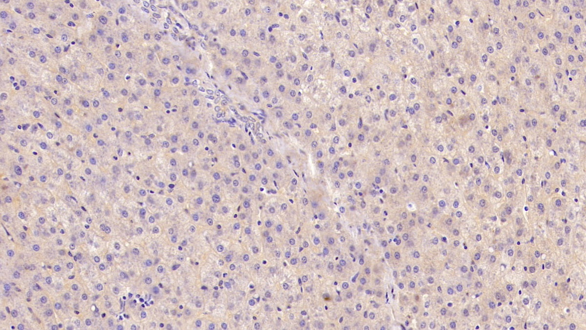 DAB staining on IHC-P; Sample: Porcine Liver Tissue; Primary Ab: 40ug/ml Mouse Anti-Porcine APOA1 Antibody; Control: Used PBS instead of primary antibody; Second Ab: 2ug/ml HRP-Linked Caprine Anti-Mouse IgG Polyclonal Antibody