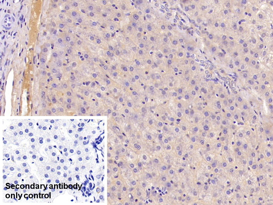 DAB staining on IHC-P; Sample: Porcine Kidney Tissue; Primary Ab: 40ug/ml Mouse Anti-Porcine APOA1 Antibody; Control: Used PBS instead of primary antibody; Second Ab: 2ug/ml HRP-Linked Caprine Anti-Mouse IgG Polyclonal Antibody
