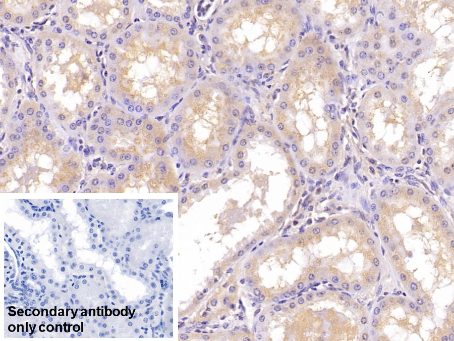 Apolipoprotein A1 (APOA1) Monoclonal Antibody - image 5