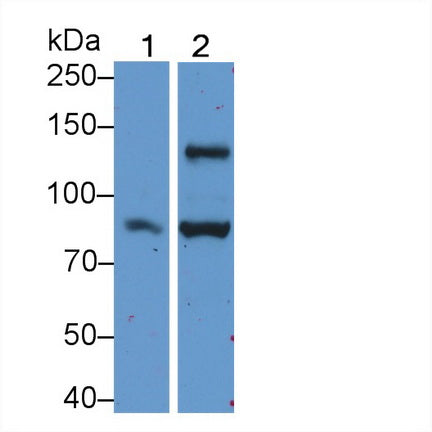 Angiomotin (AMOT) Polyclonal Antibody - image 2