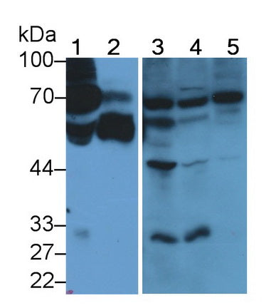 Alpha 2-Antiplasmin (a2PI) Polyclonal Antibody - image 2