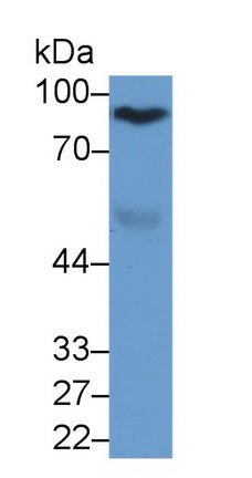 Afamin (AFM) Monoclonal Antibody - image 2
