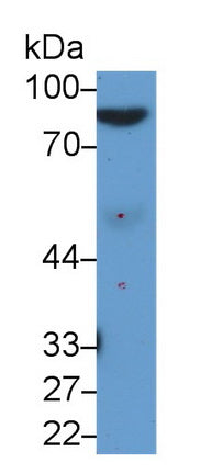Afamin (AFM) Monoclonal Antibody - image 2
