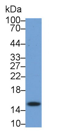 Ring Box Protein 1 (RBX1) Monoclonal Antibody - image 2