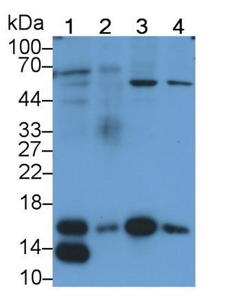 Ring Box Protein 1 (RBX1) Monoclonal Antibody - image 2