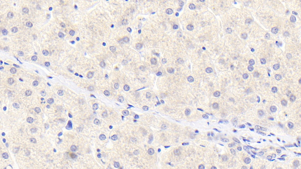 Western Blot; Sample: Lane1: Rat Heart lysate; Lane2: Rat Liver lysate; Lane3: Rat Testis lysate; Lane4: Rat Pancreas lysate Primary Ab: 2ug/ml Mouse Anti-Human a1AT Antibody Second Ab: 0.2ug/mL HRP-Linked Rabbit Anti-Mouse IgG Polyclonal Antibody