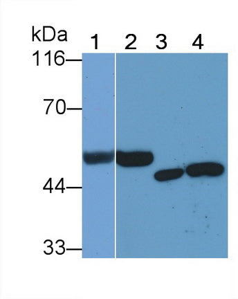 Heparanase (HPSE) Monoclonal Antibody - image 2