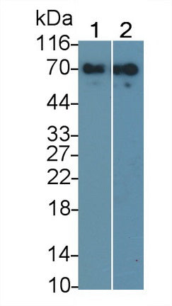 Alpha 2-Antiplasmin (a2PI) Monoclonal Antibody - image 2