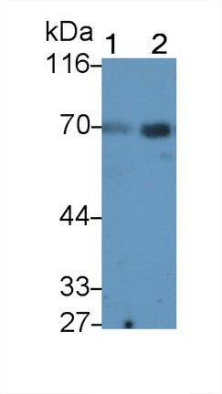 Alpha 2-Antiplasmin (a2PI) Monoclonal Antibody - image 2