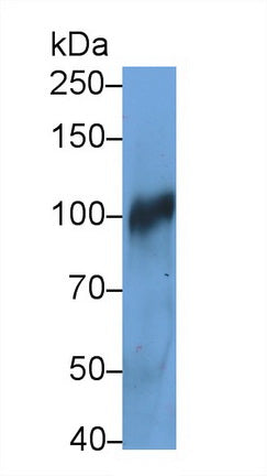 Complement Component 3a (C3a) Monoclonal Antibody - image 2