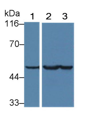 Enolase, Neuron Specific (NSE) Monoclonal Antibody - image 3