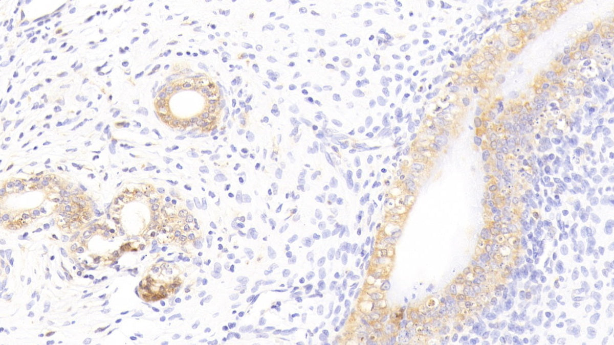 Western Blot; Sample: Lane1: Rat Spleen lysate; Lane2: Rat Lung lysate; Lane3: Rat Testis lysate; Lane4: Hela cell lysate Primary Ab: 2ug/ml Mouse Anti-Rat GAL3 Antibody Second Ab: 0.2ug/mL HRP-Linked Caprine Anti-Mouse IgG Polyclonal Antibody