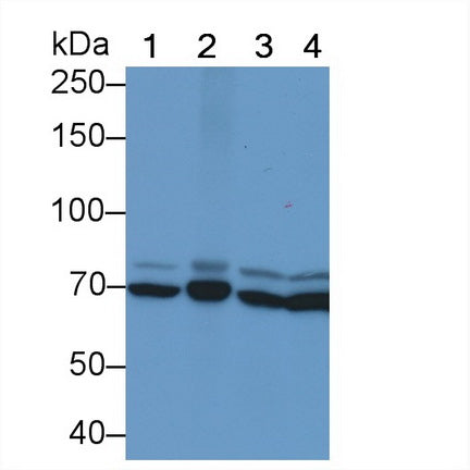Heat Shock 70kDa Protein 1B (HSPA1B) Monoclonal Antibody - image 2