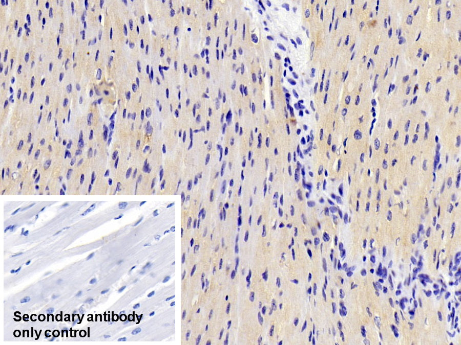 Western Blot; Sample: Lane1: Human Serum; Lane2: Porcine Skeletal muscle lysate; Lane3: Hela cell lysate Primary Ab: 2ug/ml Mouse Anti-Human ADP Antibody Second Ab: 0.2ug/mL HRP-Linked Caprine Anti-Mouse IgG Polyclonal Antibody