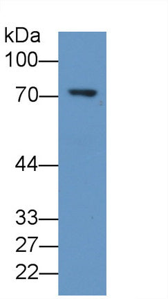 5-Lipoxygenase (5-LO) Monoclonal Antibody - image 2