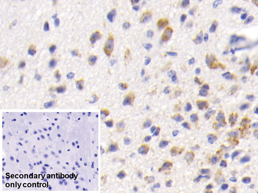 DAB staining on IHC-P; Sample: Mouse Testis Tissue; Primary Ab: 20ug/ml Mouse Anti-Mouse HSPA5 Antibody; Control: Used PBS instead of primary antibody; Second Ab: 2ug/ml HRP-Linked Caprine Anti-Mouse IgG Polyclonal Antibody
