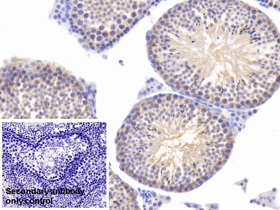 Heat Shock 70kDa Protein 5 (HSPA5) Monoclonal Antibody - image 5