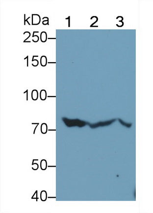 Heat Shock 70kDa Protein 5 (HSPA5) Monoclonal Antibody - image 3