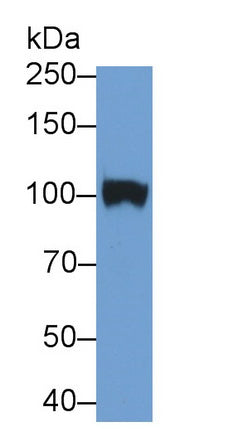 Neprilysin (CD10) Monoclonal Antibody - image 2
