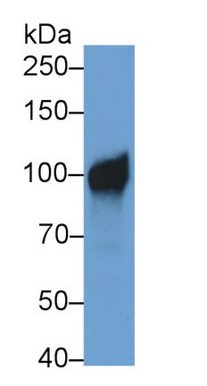 Neprilysin (CD10) Monoclonal Antibody - image 2