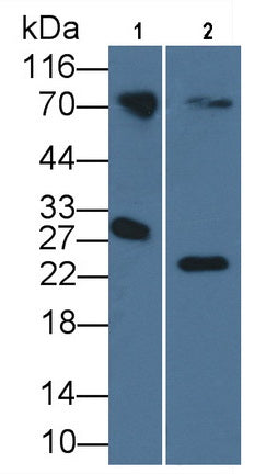 Apolipoprotein A1 (APOA1) Monoclonal Antibody - image 2