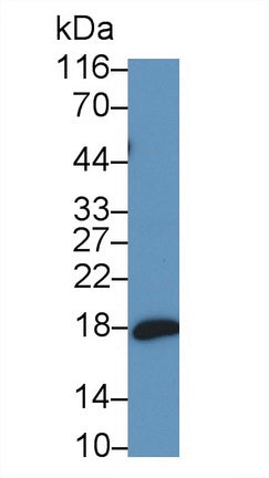 N-Terminal Pro-Atrial Natriuretic Peptide (NT-ProANP) Monoclonal Antibody - image 2