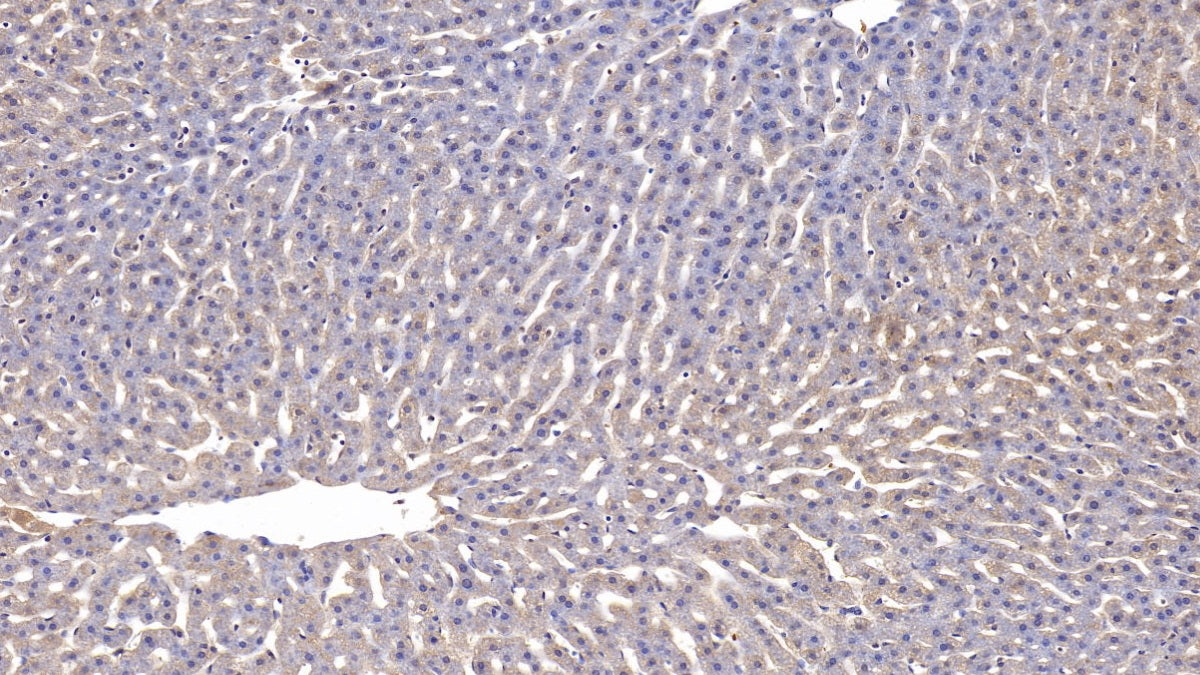 DAB staining on IHC-P; Sample: Rabbit Liver Tissue; Primary Ab: 10ug/ml Mouse Anti-Rabbit APOA1 Antibody; Control: Used PBS instead of primary antibody; Second Ab: 2ug/ml HRP-Linked Caprine Anti-Mouse IgG Polyclonal Antibody