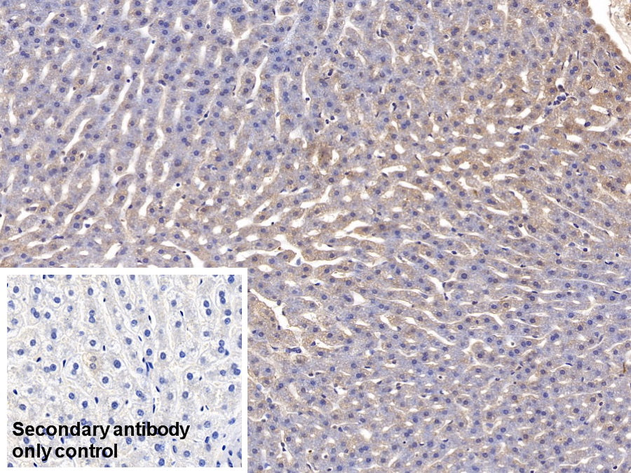 Western Blot; Sample: Lane1: Rabbit Serum; Lane2: Rabbit Lung lysate; Lane3: Rabbit Liver lysate; Lane4: Rat Plasma Primary Ab: 3ug/ml Mouse Anti-Rabbit APOA1 Antibody Second Ab: 0.2ug/mL HRP-Linked Caprine Anti-Mouse IgG Polyclonal Antibody