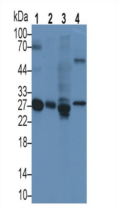 Apolipoprotein A1 (APOA1) Monoclonal Antibody - image 4