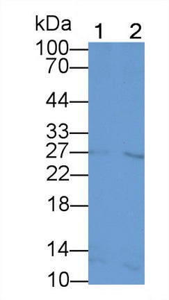 Glucagon Like Peptide 1 (GLP1) Monoclonal Antibody - image 2