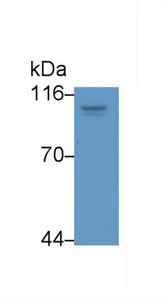 Hypoxia Inducible Factor 1 Alpha (HIF1a) Monoclonal Antibody - image 2