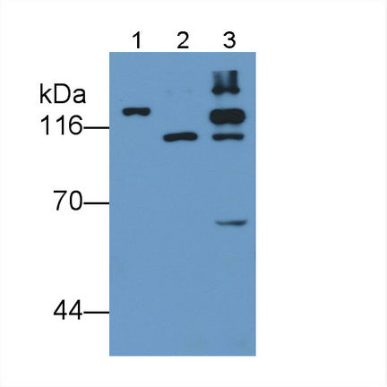 Hypoxia Inducible Factor 1 Alpha (HIF1a) Monoclonal Antibody - image 2