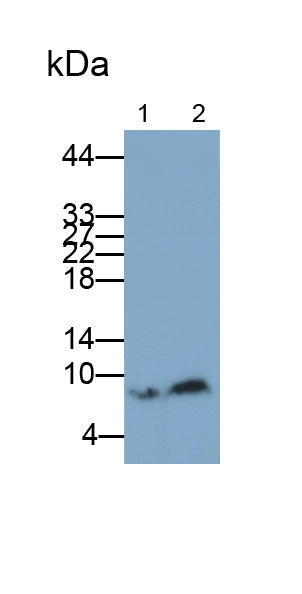 S100 Calcium Binding Protein B (S100B) Monoclonal Antibody - image 4