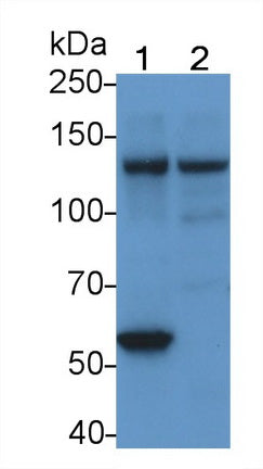 Focal Adhesion Kinase (FAK) Monoclonal Antibody - image 2