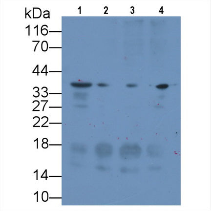 Syndecan 1 (SDC1) Monoclonal Antibody - image 3