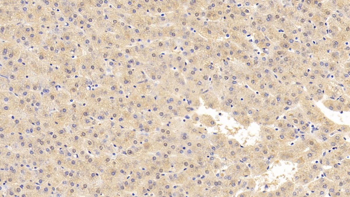 Western Blot; Sample: Rat Liver lysate Primary Ab: 1.5ug/ml Mouse Anti-Human FTH Antibody Second Ab: 0.2ug/mL HRP-Linked Caprine Anti-Mouse IgG Polyclonal Antibody