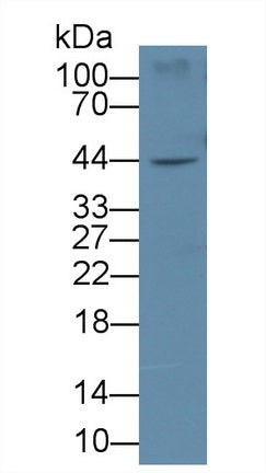 Interleukin 19 (IL19) Monoclonal Antibody - image 2
