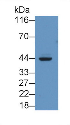 Major Histocompatibility Complex Class I C (MHCC) Monoclonal Antibody - image 2