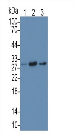Microtubule Associated Protein RP/EB Family, Member 1 (MAPRE1) Monoclonal Antibody - image 2